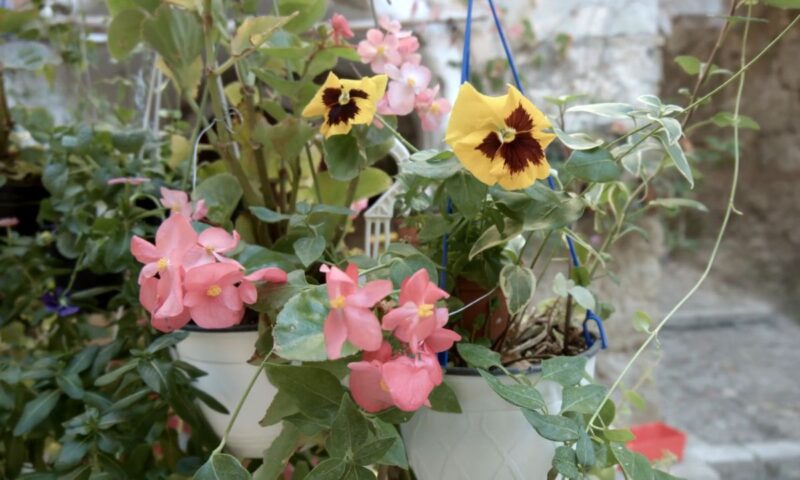 prikaz nekoliko biljaka na terasi 