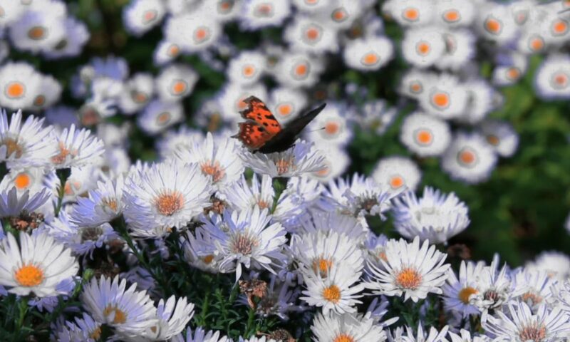 prikaz mnogo kamilica i leptira na jednoj od njih