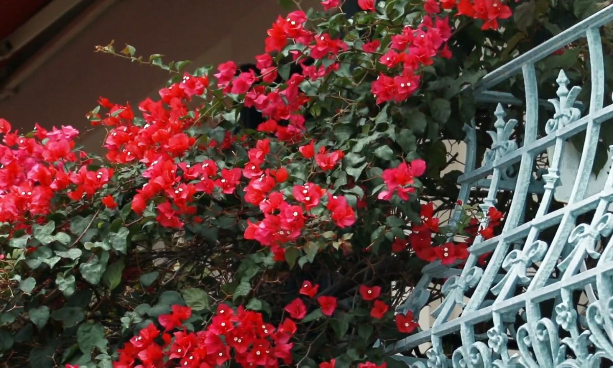 prikaz cveća na balkonu